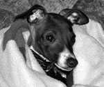 Diesel, About Time Italian Greyhound Puppy!